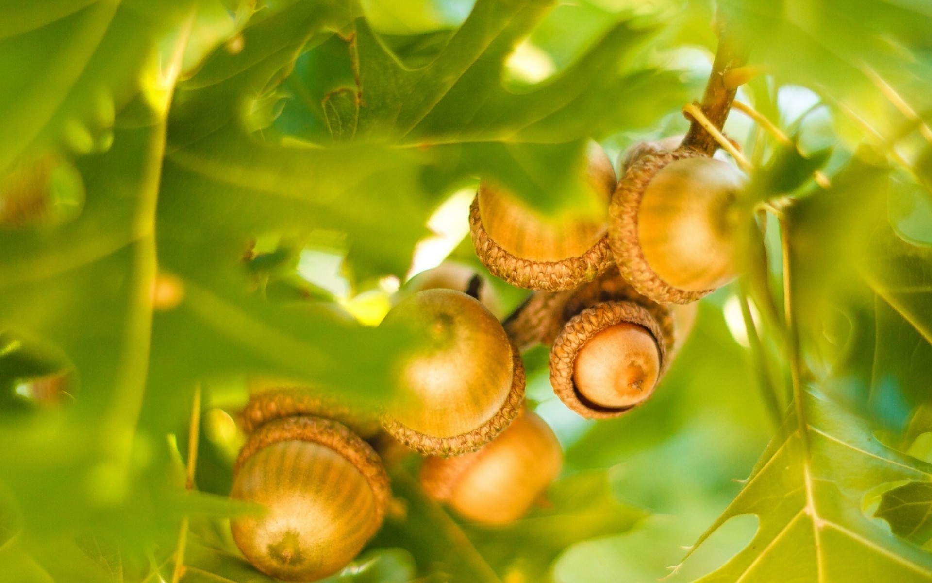 natur blatt flora garten schließen herbst saison sommer essen farbe desktop gesund in der nähe wenig baum im freien isoliert zweig hell eicheln eiche blätter