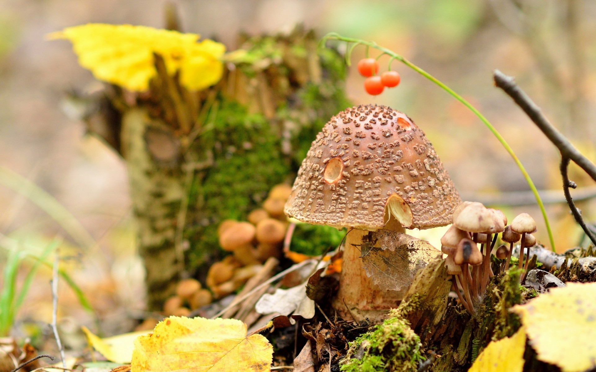herbst pilz pilz natur holz blatt saison im freien steinpilz lebensmittel flora fliegenpilze baum moos gras gemüse essbar schließen amanita regalis
