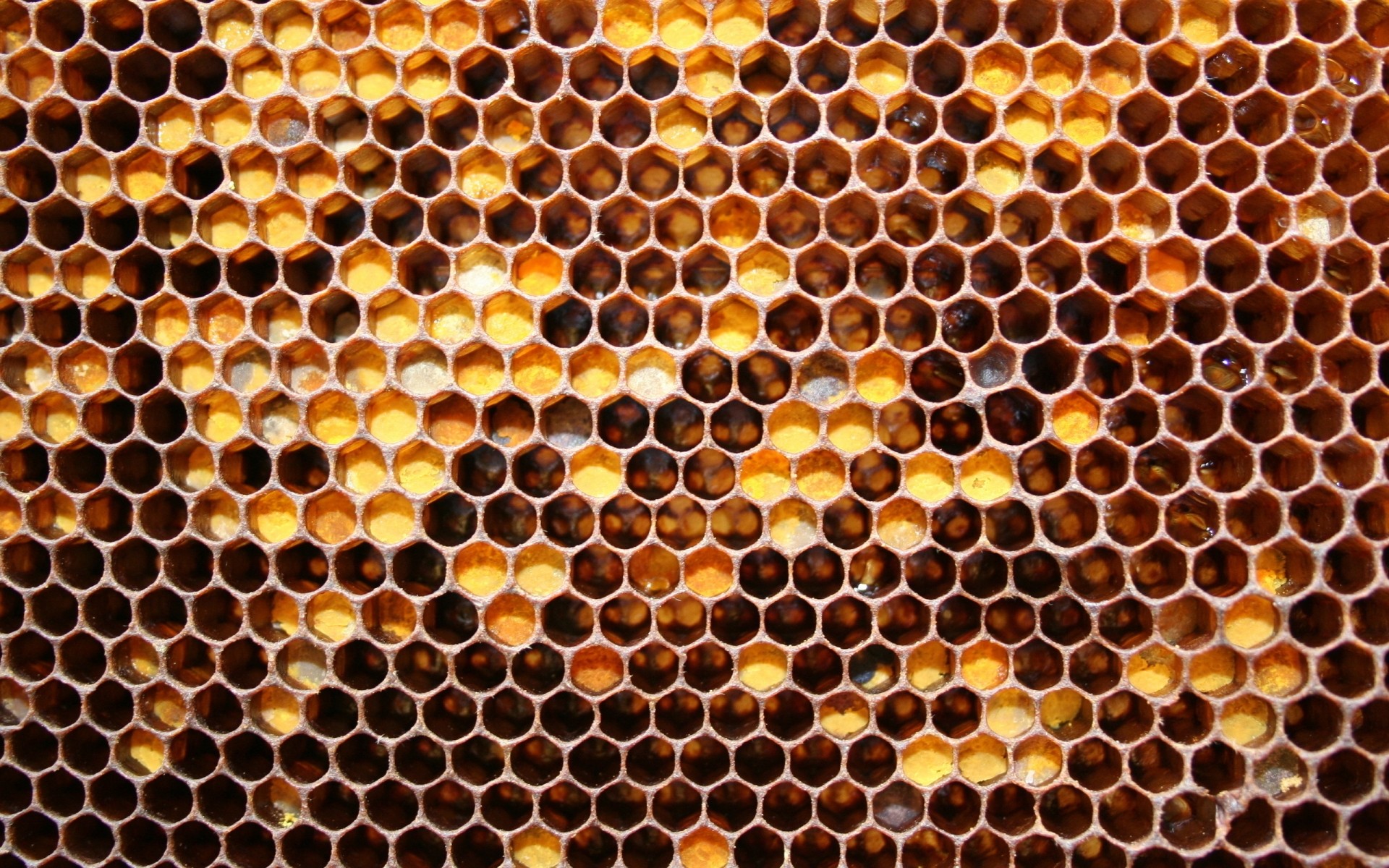 wabe bienenwachs bienenstock handy biene wachs hexagon honig kamm bienenzucht polygon bienen imkerei fleißig muster desktop textur formen hintergrundbilder