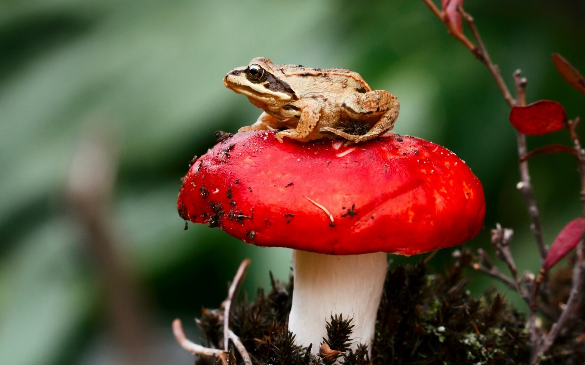 natur pilz im freien tierwelt frosch pilz wild blatt