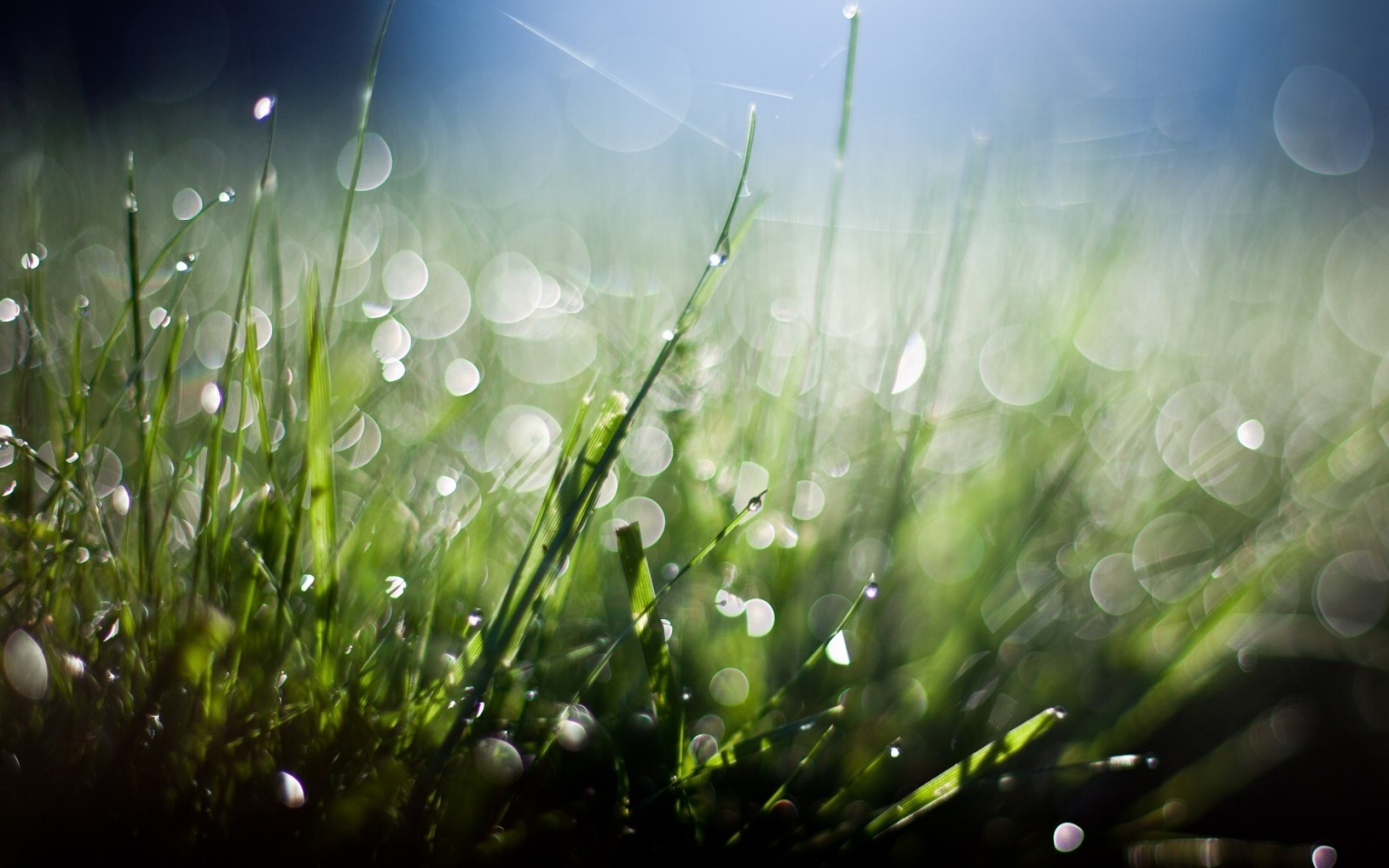 gras rasen tau heu feld tropfen desktop flora dämmerung garten regen natur sonne sommer farbe üppig hell gutes wetter unschärfe frische