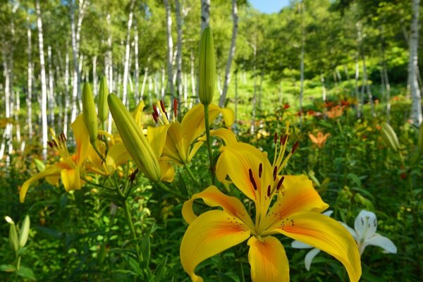 Flora schicke Lilienblumen