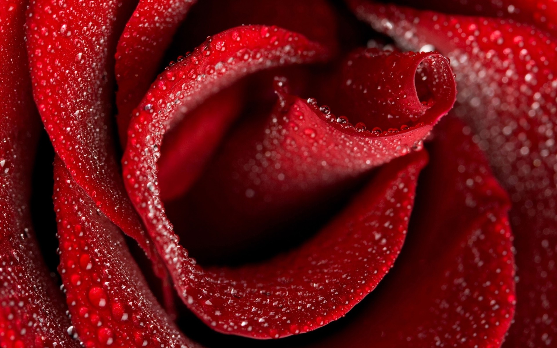 blume desktop farbe liebe romantik rose schön schließen rot wasser in der nähe tropfen