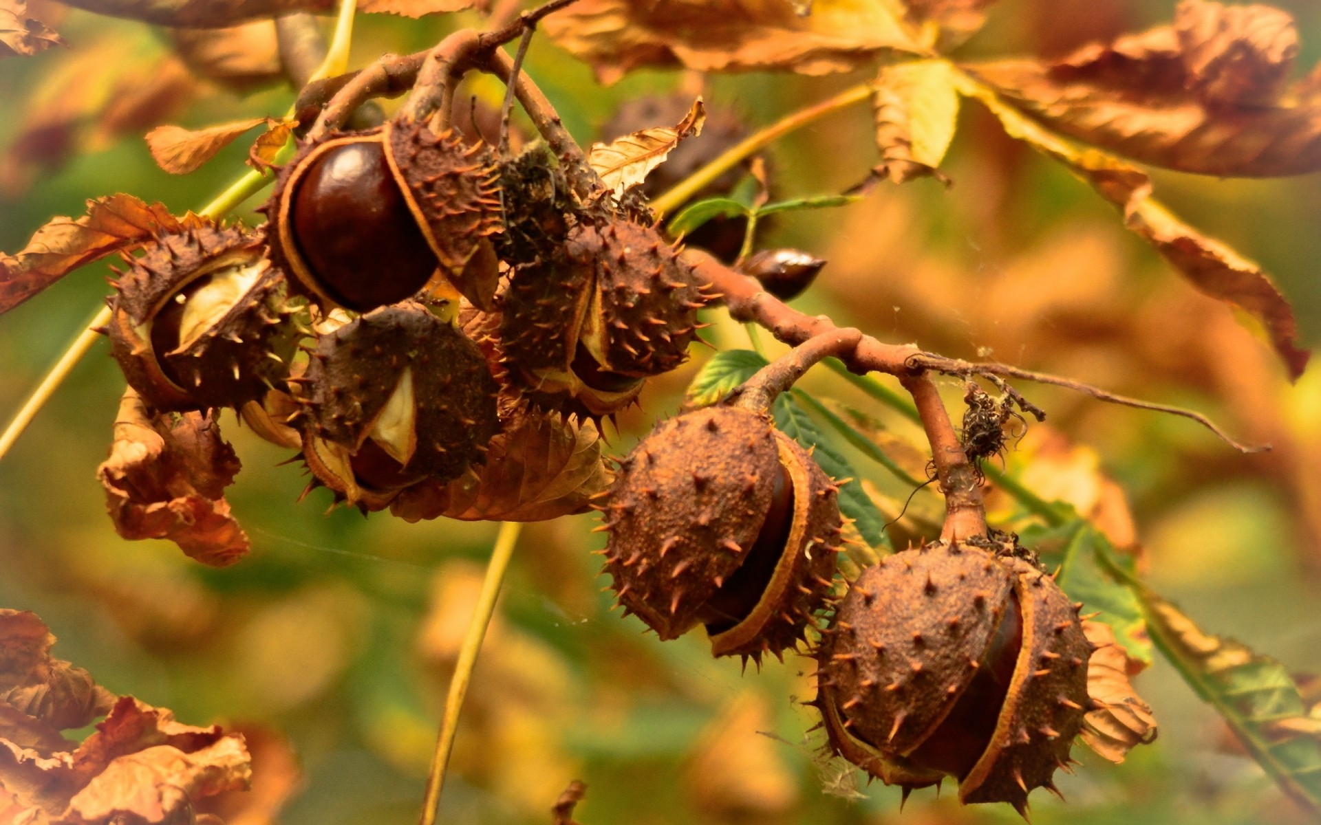 natur obst herbst blatt saison lebensmittel flora baum schließen filiale mutter farbe im freien desktop gebäck garten