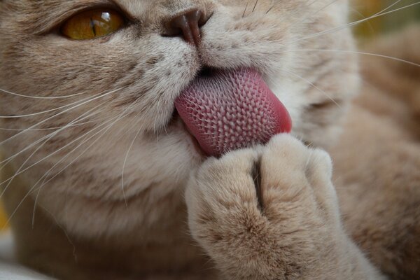 Süße Katze umhüllt den Fuß