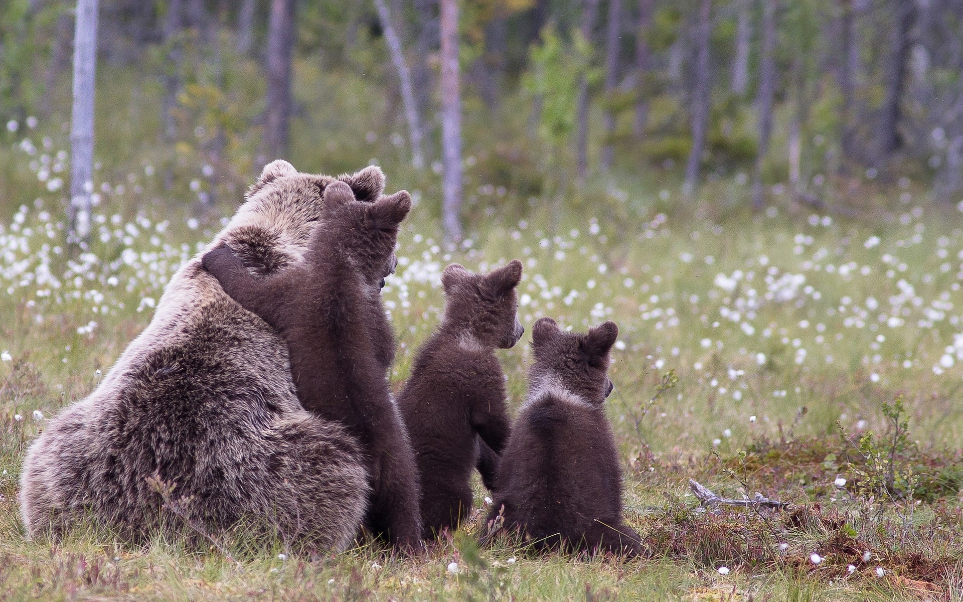 tiere säugetier tierwelt im freien gras natur tageslicht fell wild braunbär familie