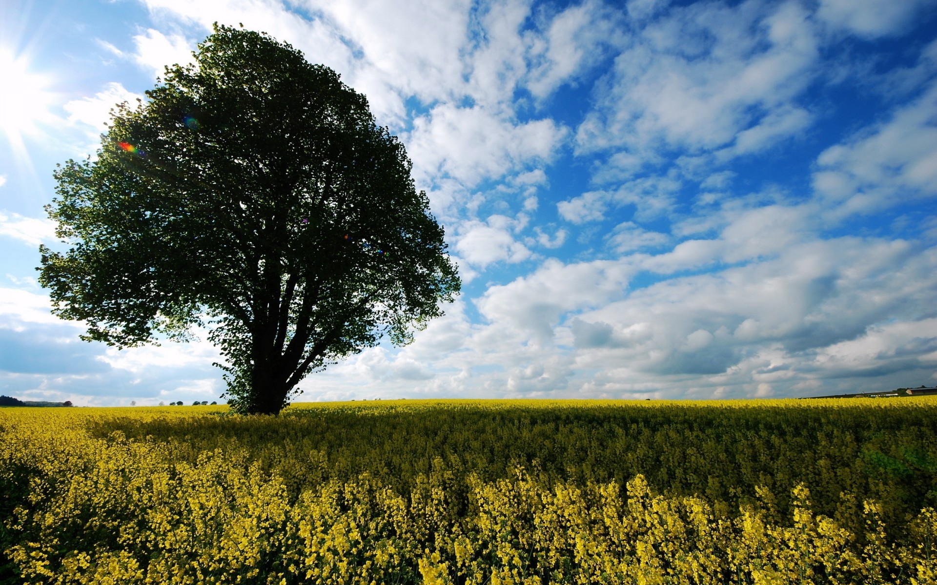 landschaft natur landschaft ländlichen raum im freien landwirtschaft baum himmel feld sommer gutes wetter wachstum sonne bebautes land land dämmerung gras wind ein