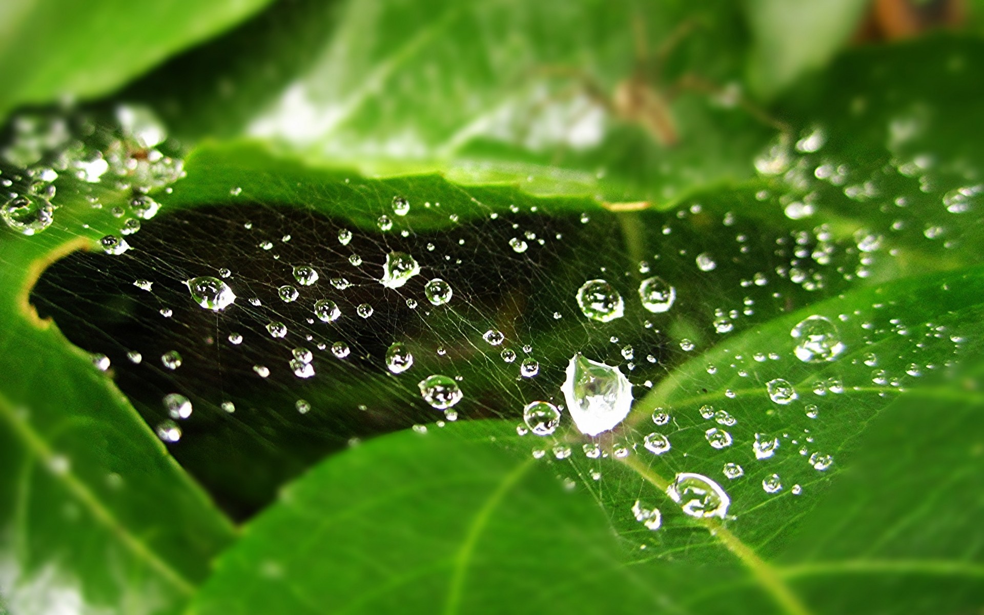 tau regen tropfen tropfen nass blatt tropfen flora wasser sauberkeit wassertropfen frische natur garten wachstum flüssigkeit taufrisch medium in der nähe wassertropfen drew. web-spinne