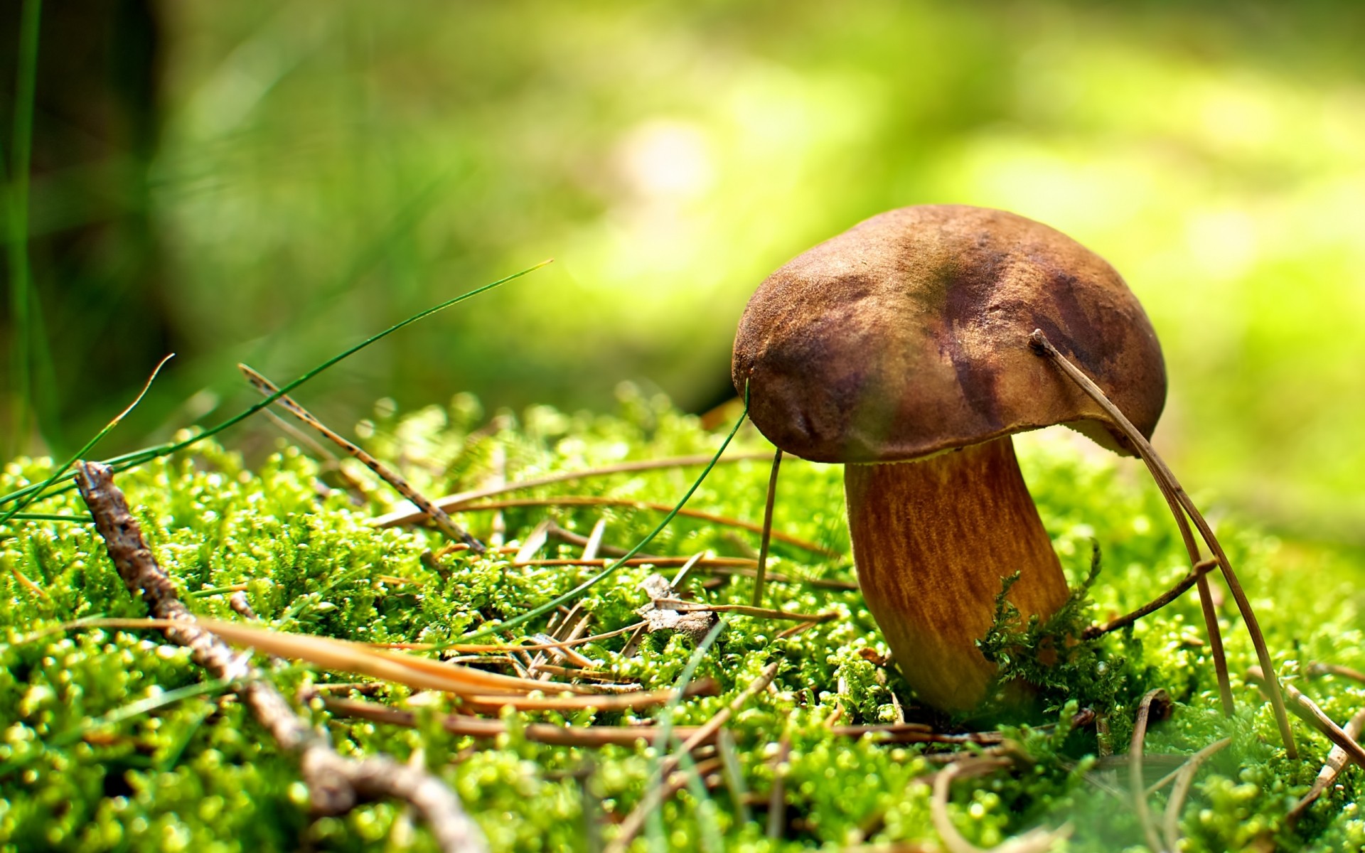 pilz pilz natur gras holz wild essen im freien moos flora schwein blatt sommer wenig herbst schließen eine