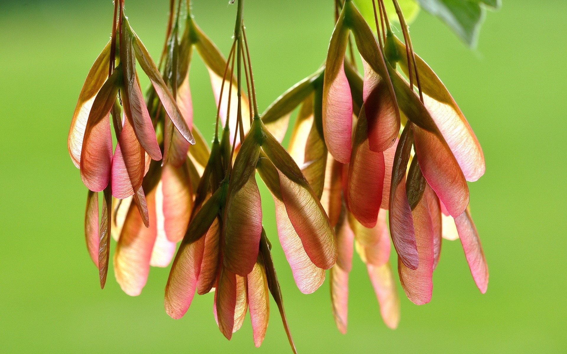 natur flora blatt garten schließen blume wachstum farbe desktop sommer saison schale ahorn samen pflanze