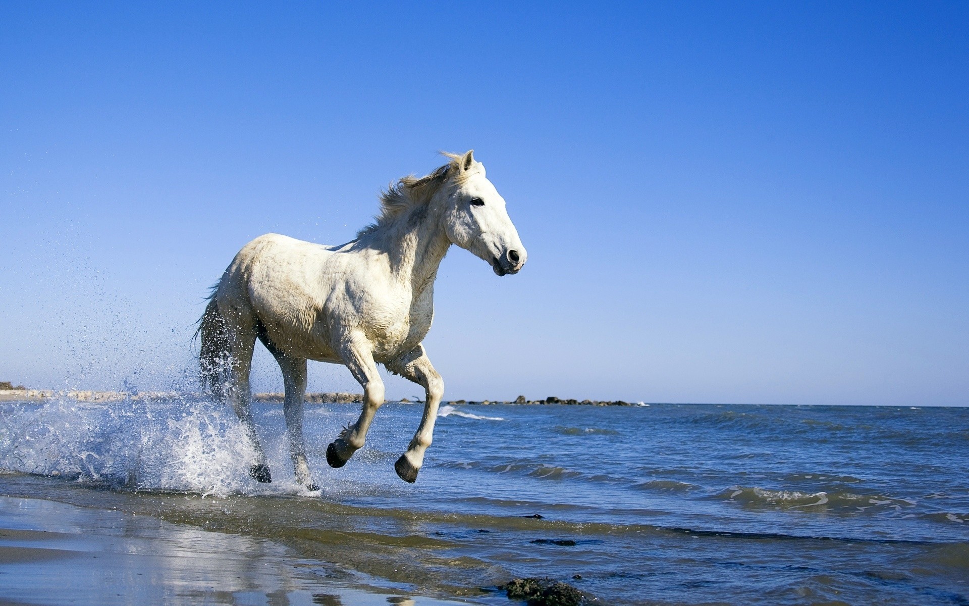 tiere säugetier pferd mare im freien wasser kavallerie himmel natur tier sommer freiheit haarnadel ozean frei entspannend