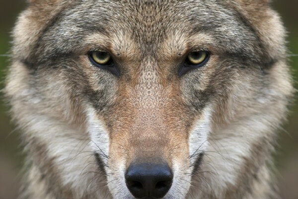 Wolf in freier Wildbahn