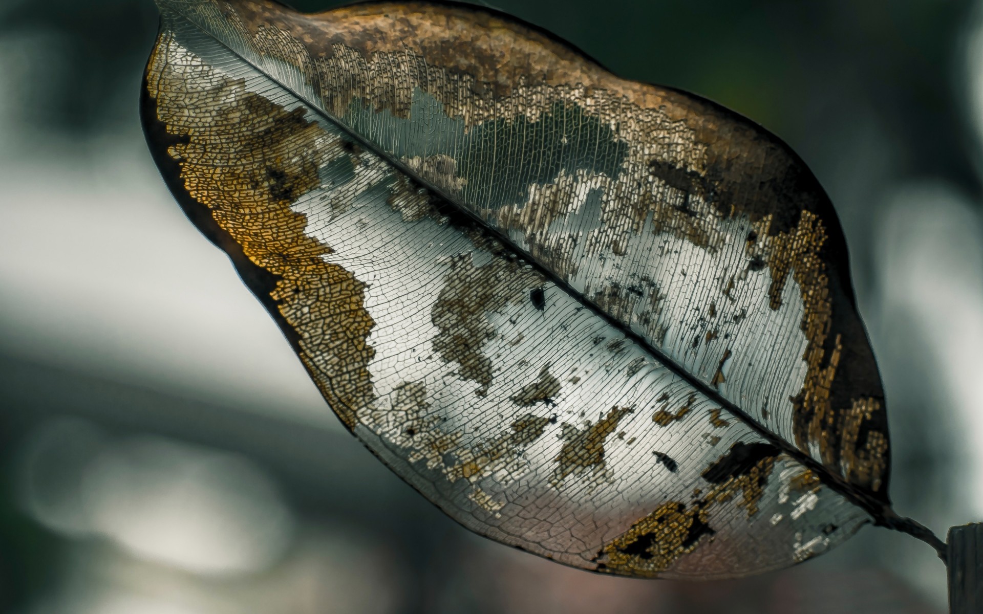 natur ein tier desktop blatt