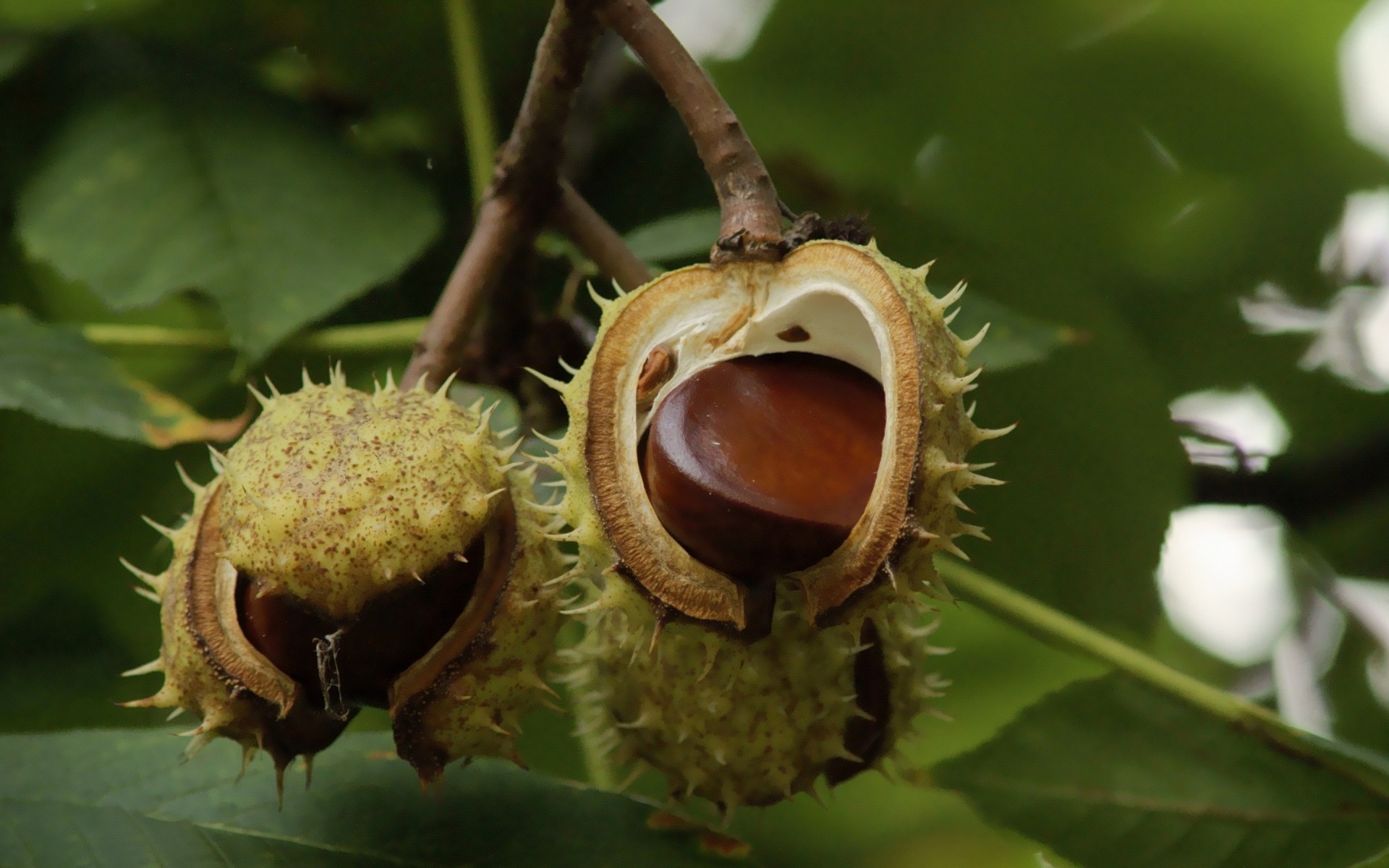 obst natur flora essen baum mutter blatt kastanie schließen wirbelsäule herbst landwirtschaft stachelig saison im freien in der nähe desktop wachstum kastanien ast