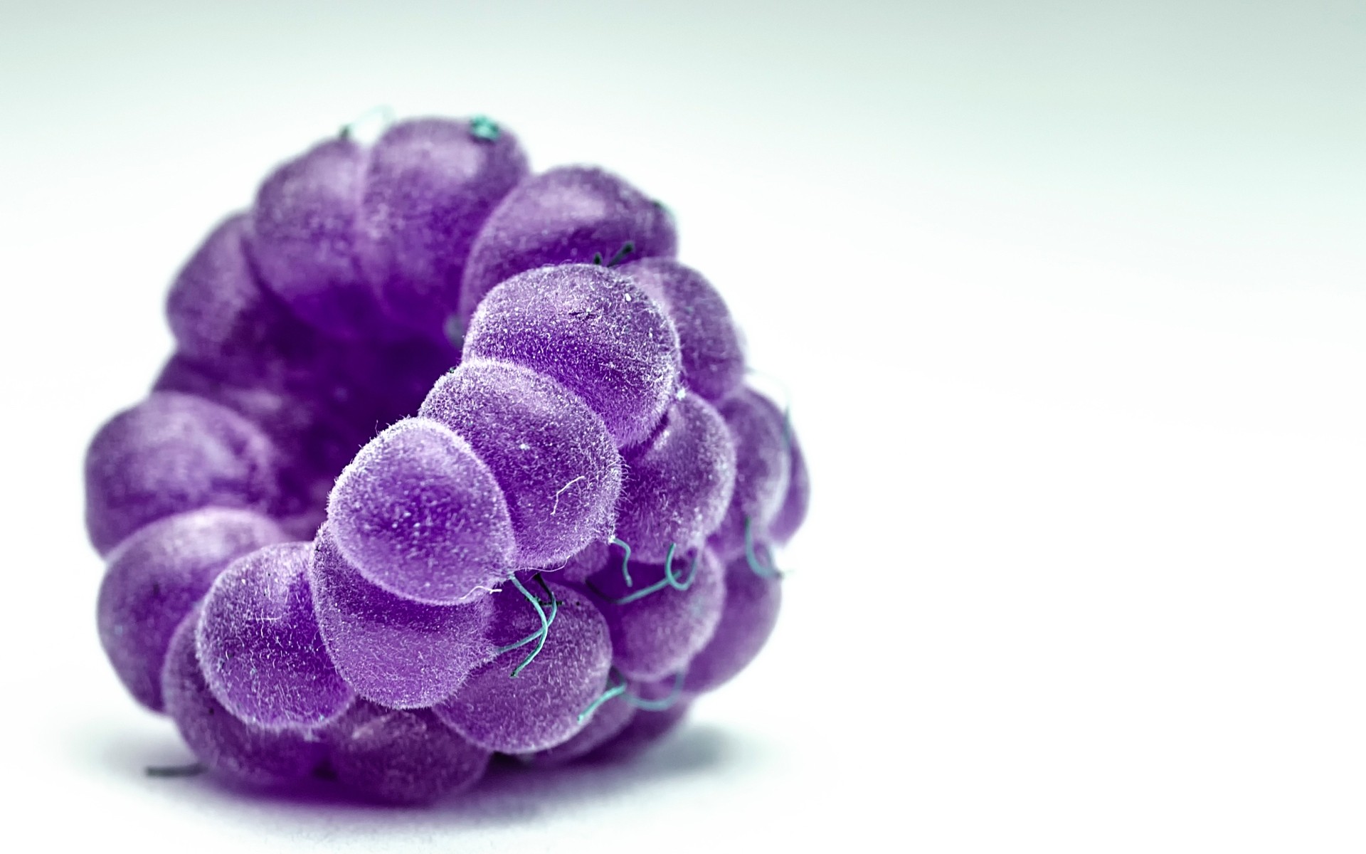 natur desktop schließen farbe flora isoliert himbeere makro obst beere