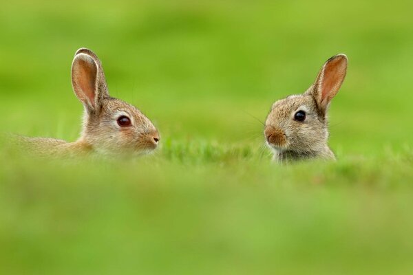 Niedliche Hasen im Gras auf dem Feld