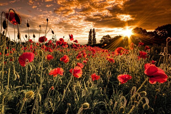 Teppich aus wilden scharlachroten Mohnblumen im Licht des Sonnenuntergangs