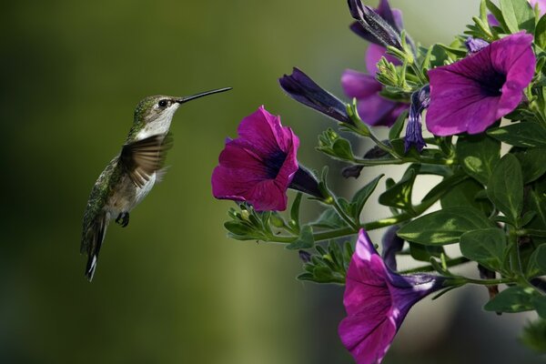 Der kleinste Vogel in der Nähe einer Blume