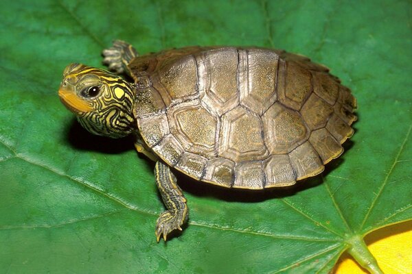 Koasnouhaya Schildkröte cutie auf einem Blatt