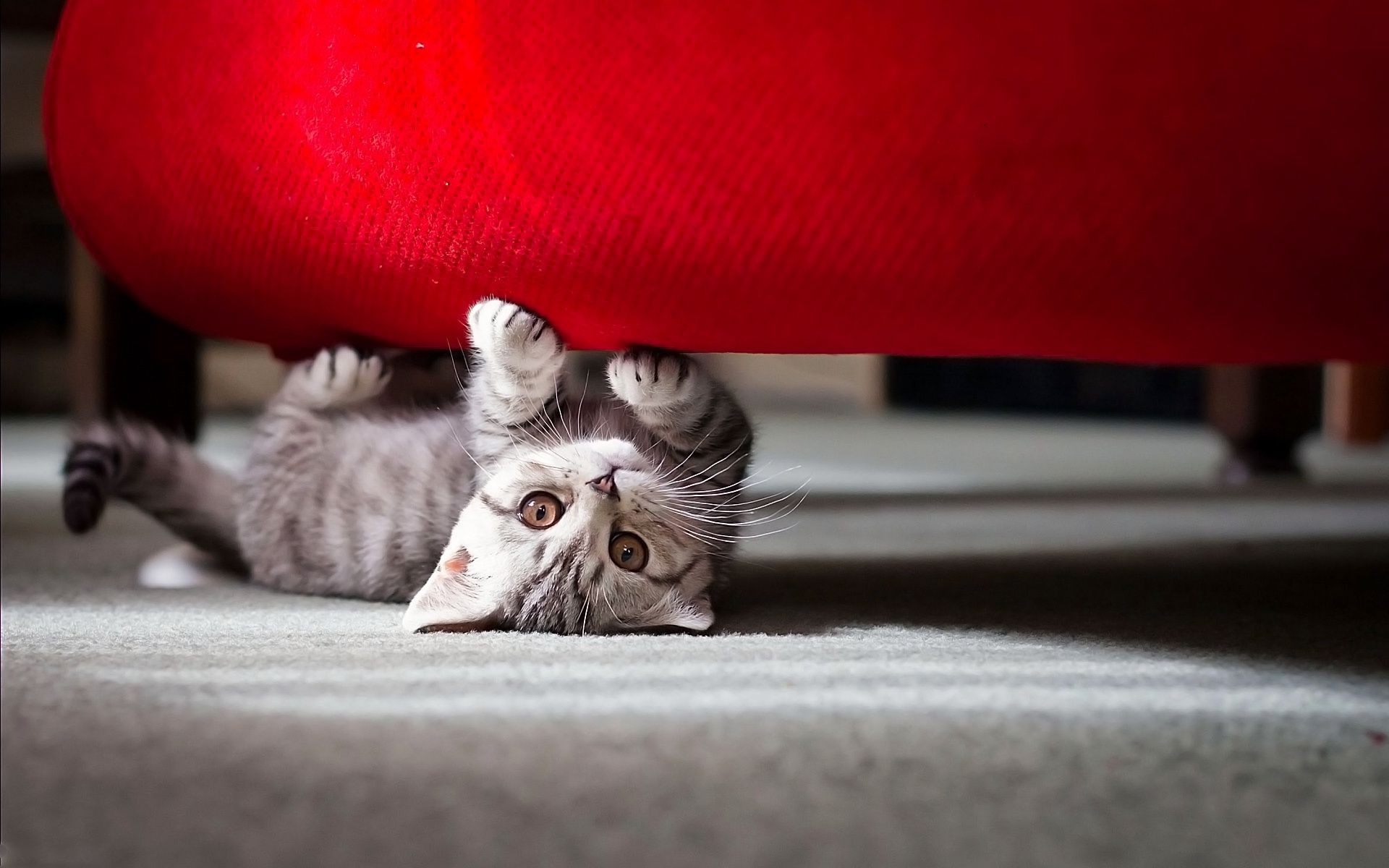 katze katze inländische sofa drinnen porträt schlafen allein familie säugetier niedlich tier fell teppich möbel haustier
