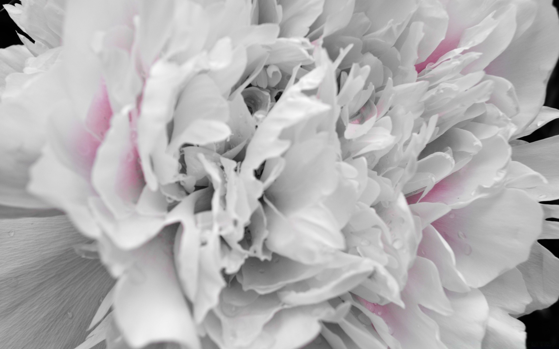 schwarz und weiß blume natur hochzeit flora blumen schön pfingstrose blühen liebe blütenblatt blatt romantik rose zart farbe blumenstrauß garten sommer