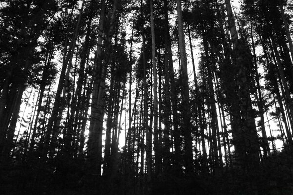 Schwarz-Weiß-Foto von Bäumen im Wald