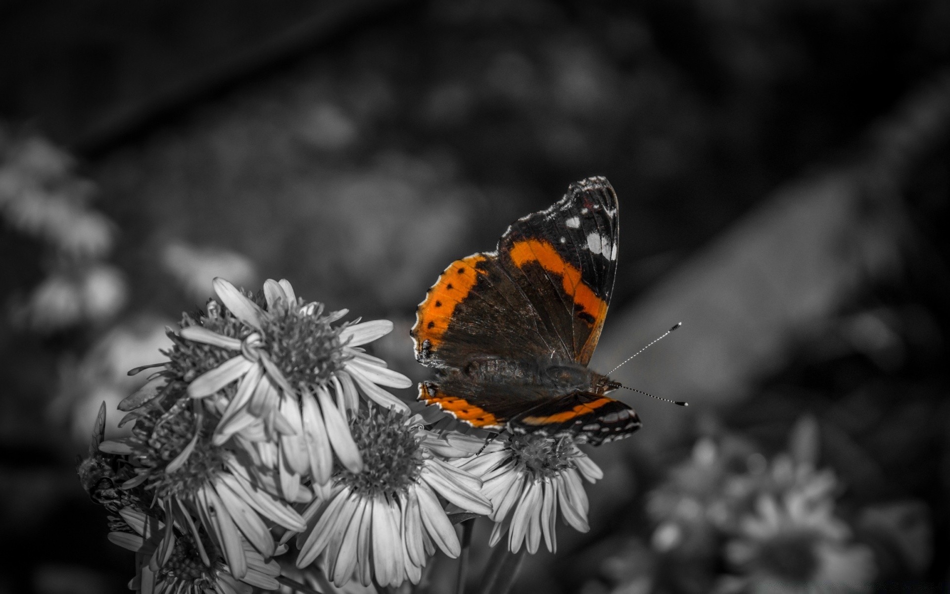 schwarz und weiß schmetterling insekt natur wirbellose im freien tierwelt blume