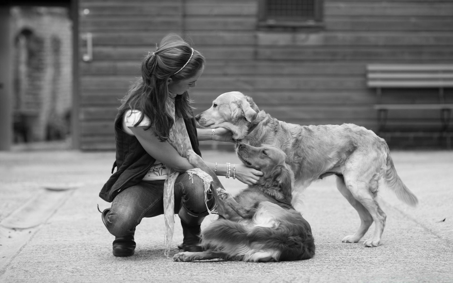 schwarz und weiß hund erwachsener hundespezialist eins kind monochrom straße zwei frau säugetier porträt