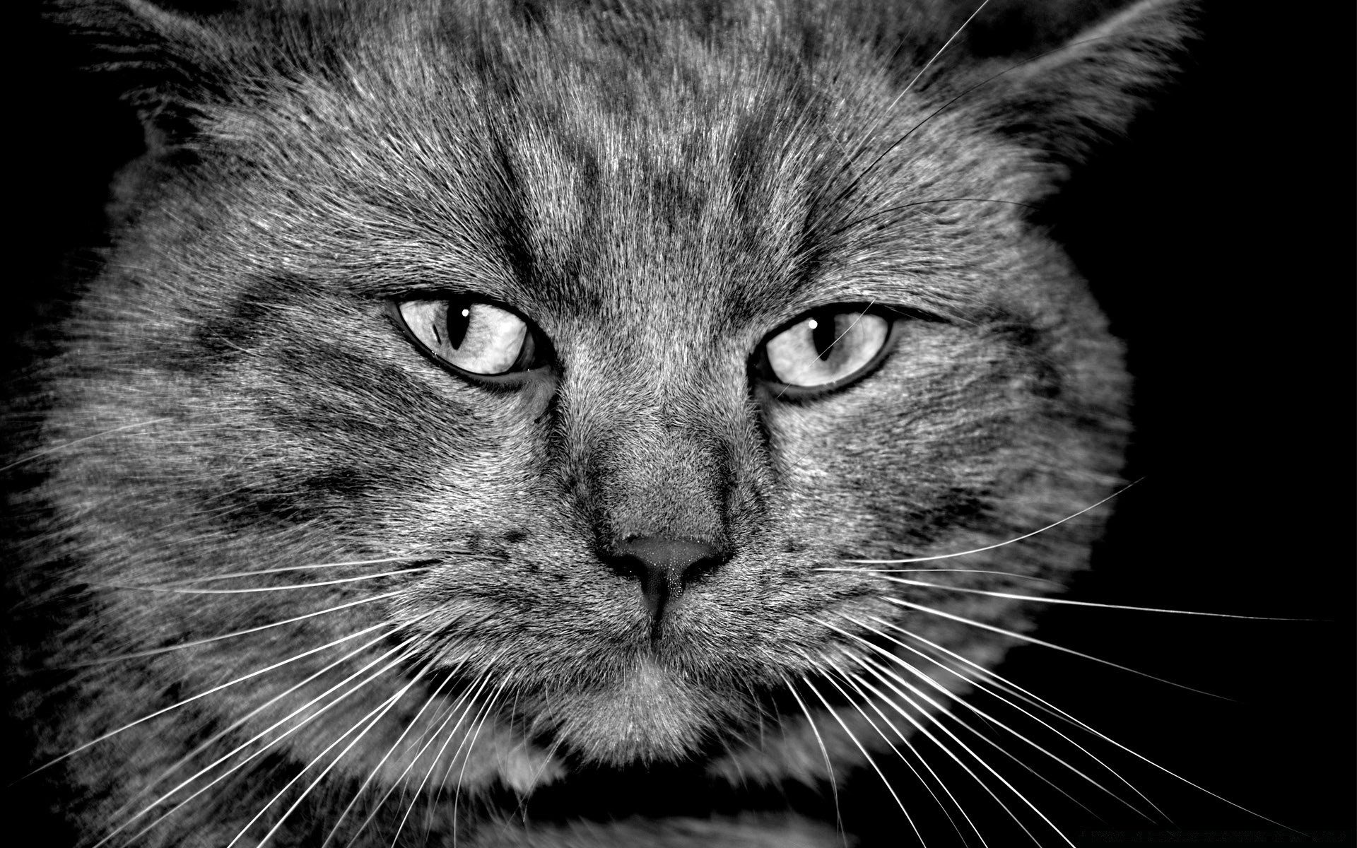 schwarz und weiß katze porträt haustier niedlich säugetier tier fell kätzchen flaumig inländische auge kopf haar grau vorschau