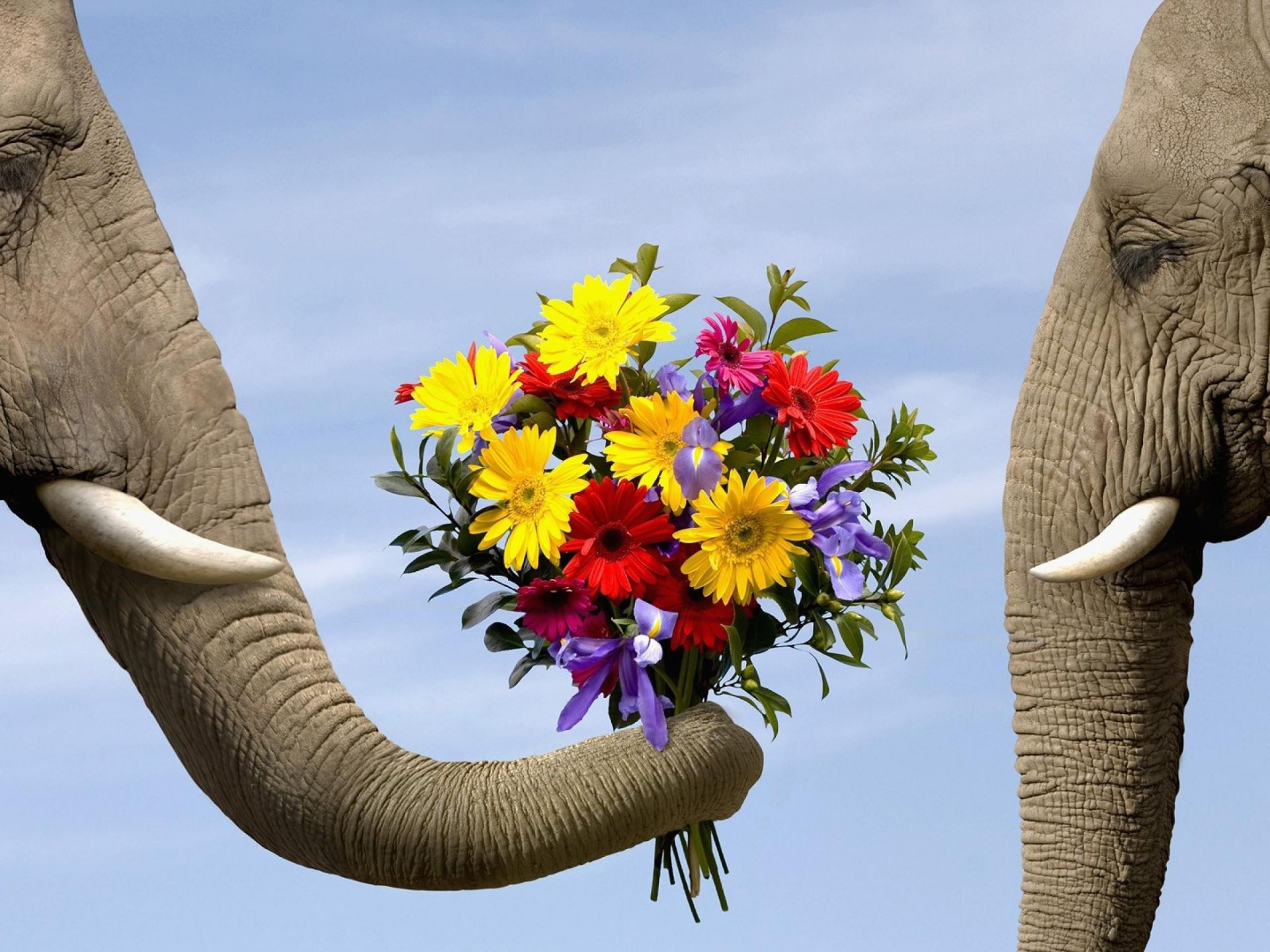 hunde elefant kofferraum natur himmel katze reisen im freien tierwelt groß kopf groß säugetier tier