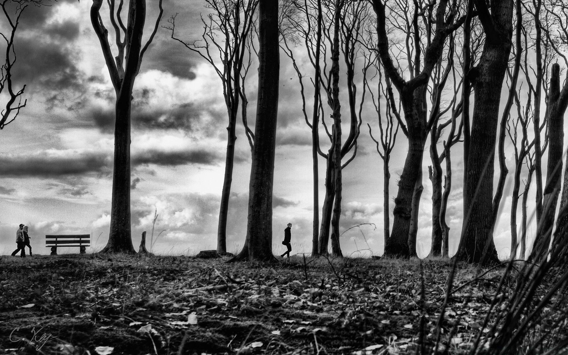 schwarz und weiß holz landschaft holz nebel dämmerung nebel gruselig moody natur herbst winter wetter monochrom schatten