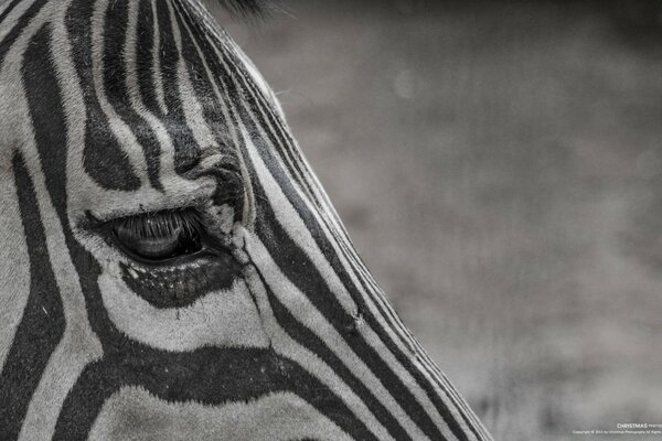 Ein trauriges Zebra sucht sein Zuhause
