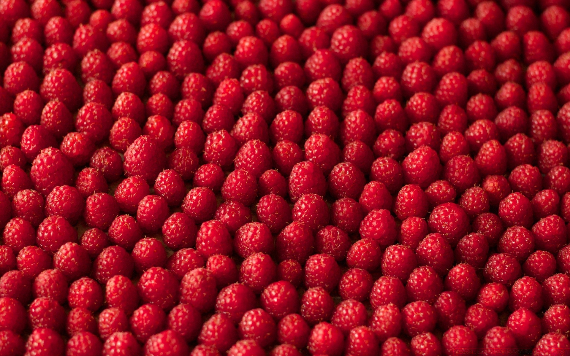 essen & trinken lebensmittel obst beere gesund saftig himbeere süß erfrischung lecker frische desktop diät gebäck party lecker schließen wachsen