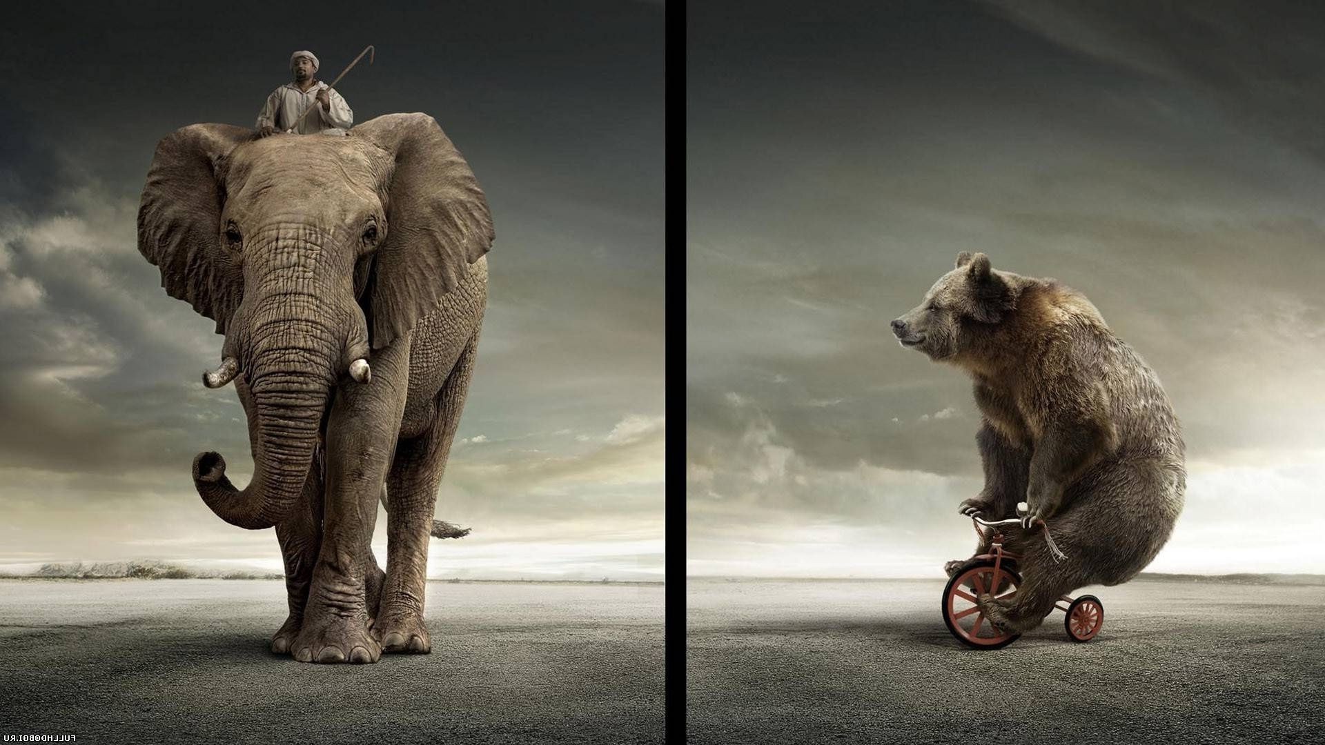 säugetier tier elefant eins tierwelt zwei porträt