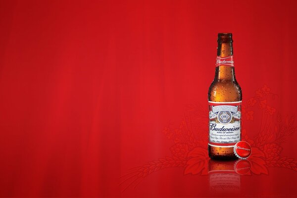 Budweiser Bier auf einem roten stilvollen Hintergrund