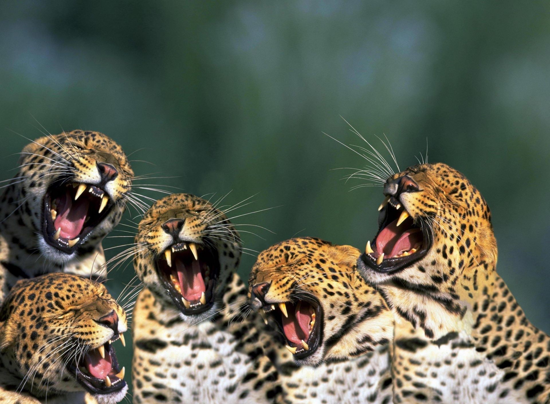 tiere tierwelt katze leopard natur wild tier zoo raubtier jäger porträt aussterbende spezies gepard