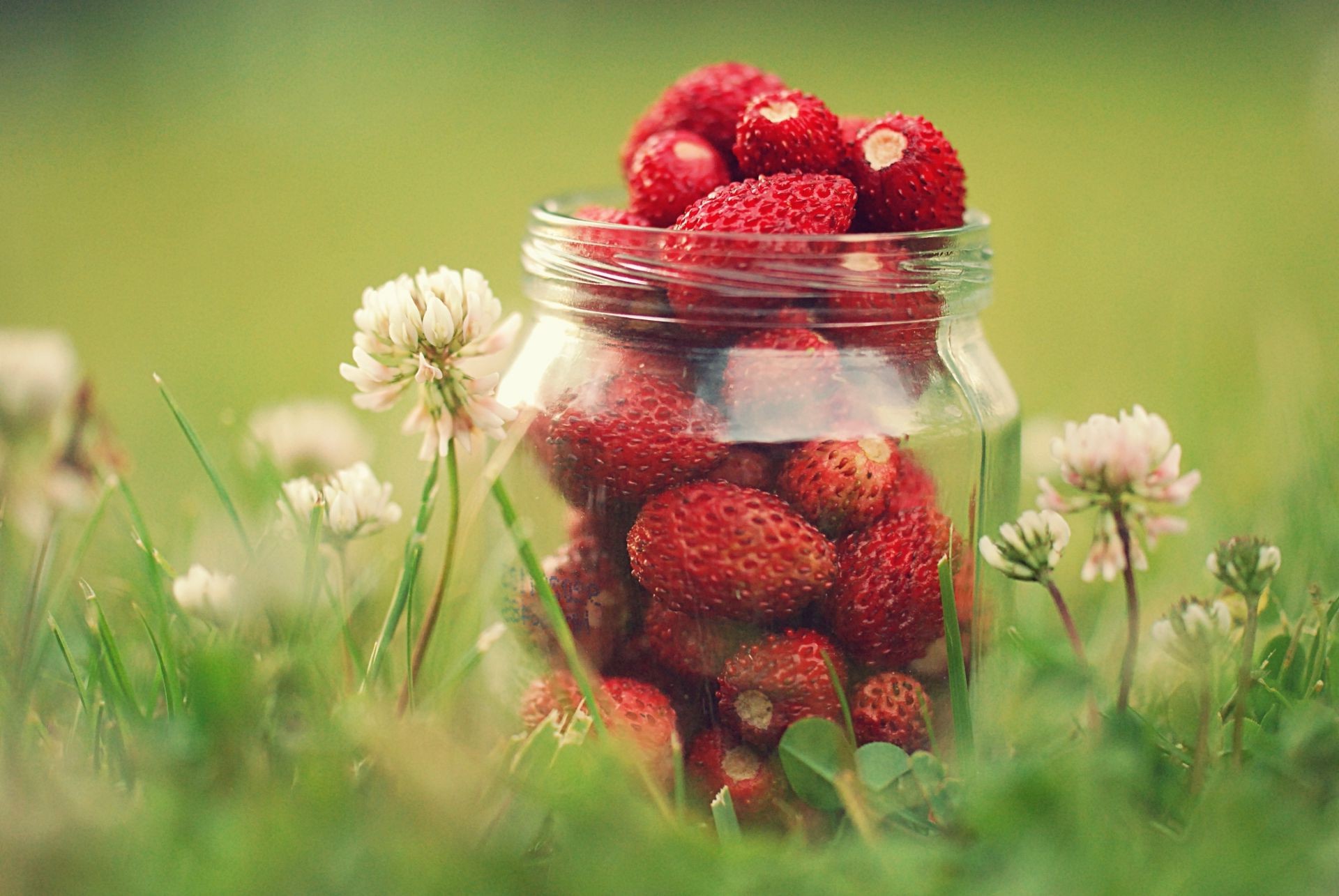beeren obst sommer natur essen erdbeere beere blatt garten weide gesund schließen