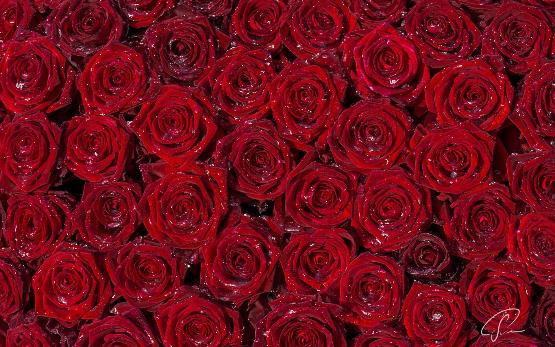 herzen rose blumen blütenblatt blumenstrauß blume romantik liebe romantisch cluster hochzeit blühen jubiläum geschenk ehe botanisch flora buddy elegant floristen tau