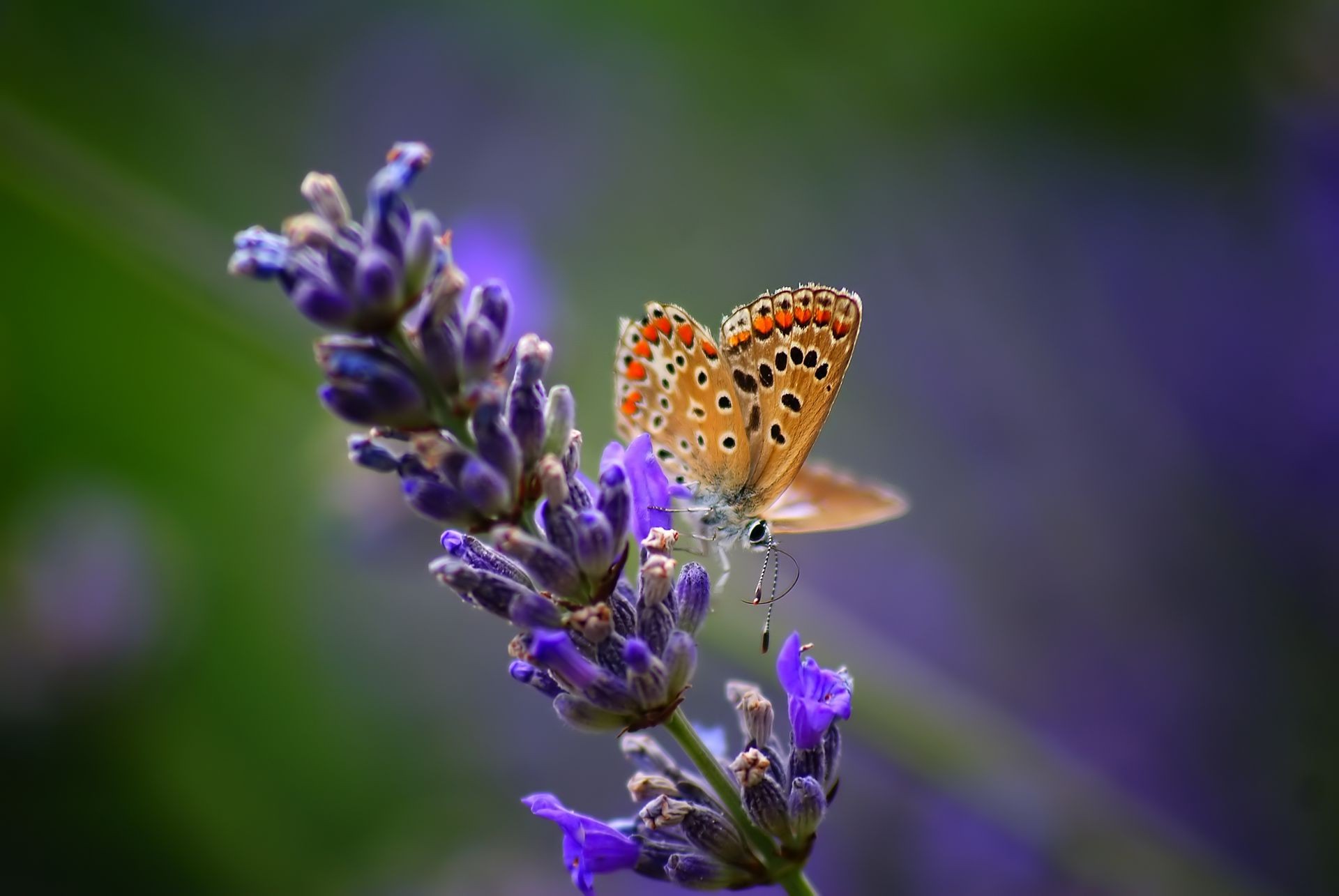 insekten schmetterling natur blume insekt sommer flora im freien blatt garten lavendel