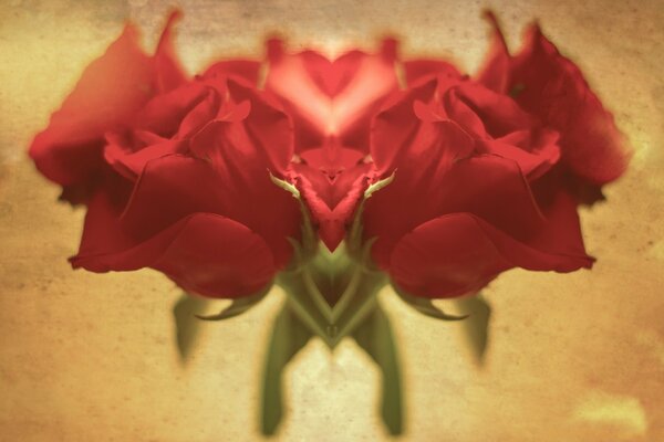 Die Blumen. Rosen. Liebe. Rot