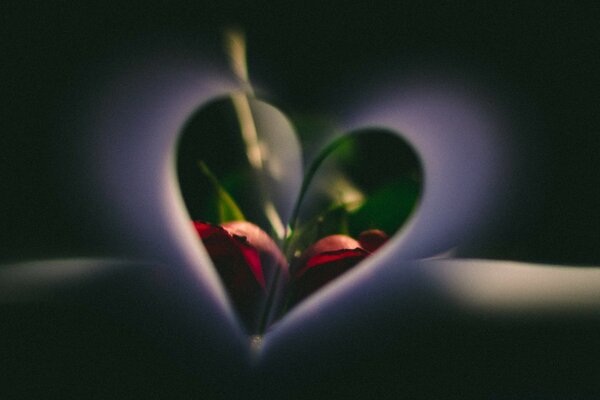 Die Blume des Lebens ist das Herz des Lebens