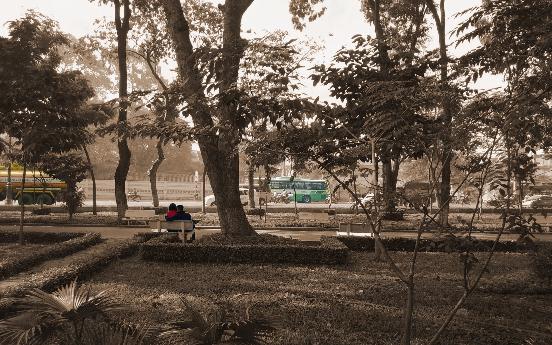 herzen baum park bank im freien garten landschaft schatten straße eine