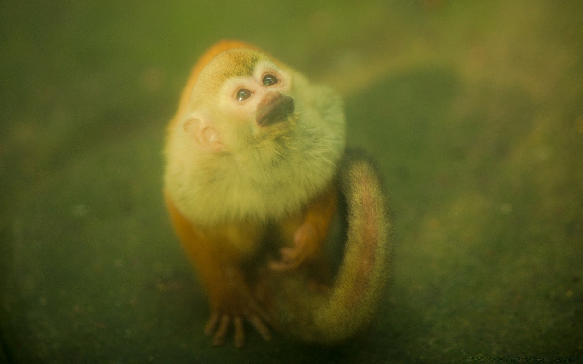 jahrgang tierwelt säugetier eine natur tier zoo wenig seitenansicht affe im freien