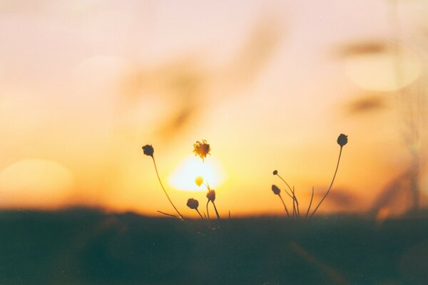 Wildblumen im Sonnenuntergang