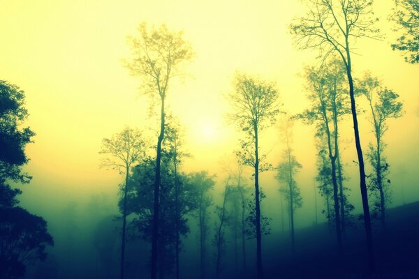Dämmerung und Nebel über den Bäumen