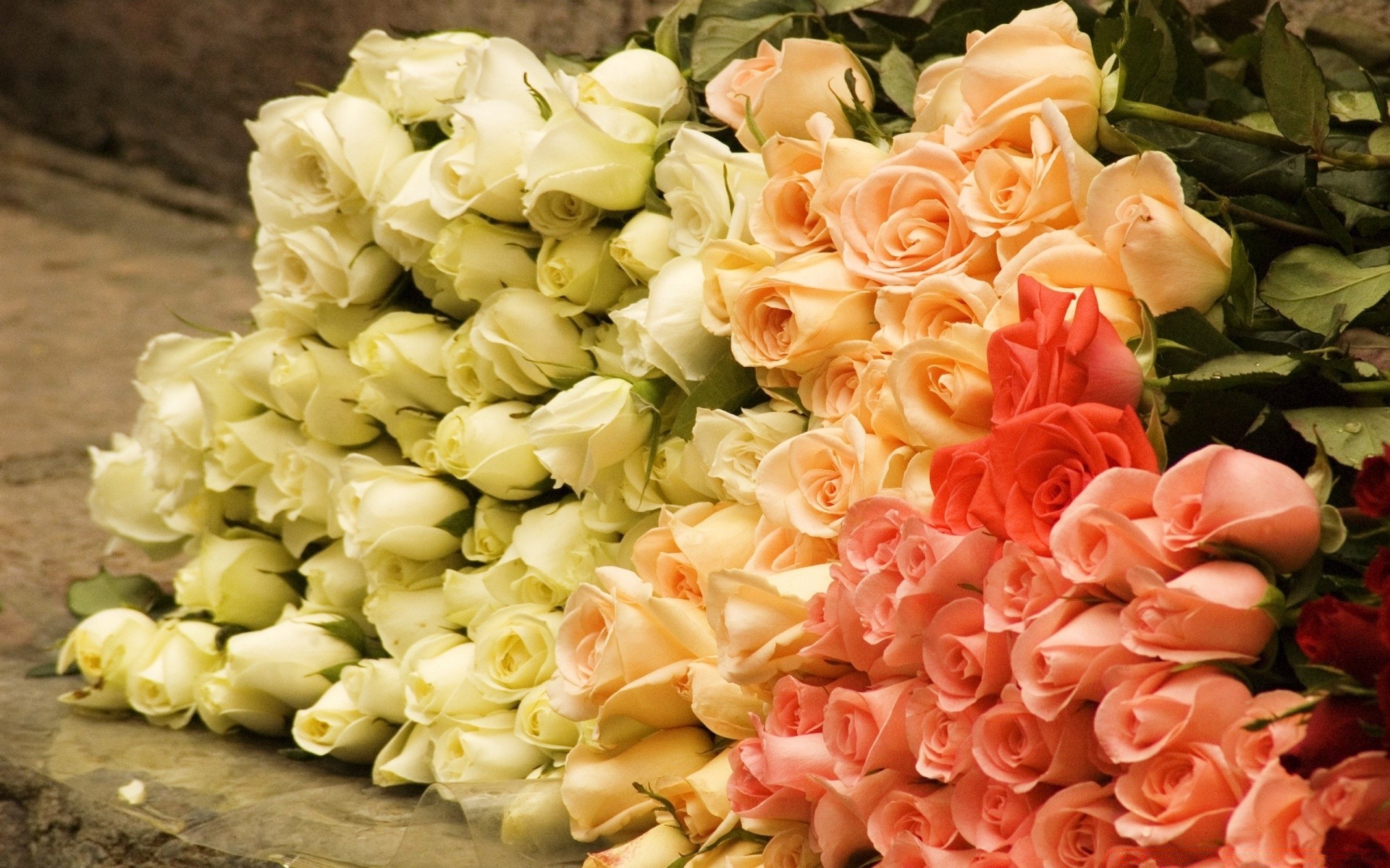 vintage hochzeit blumenstrauß rose blume blumen romantisch liebe dekoration braut ehe romantik braut schließen blütenblatt geschenk desktop anordnung farbe urlaub schön