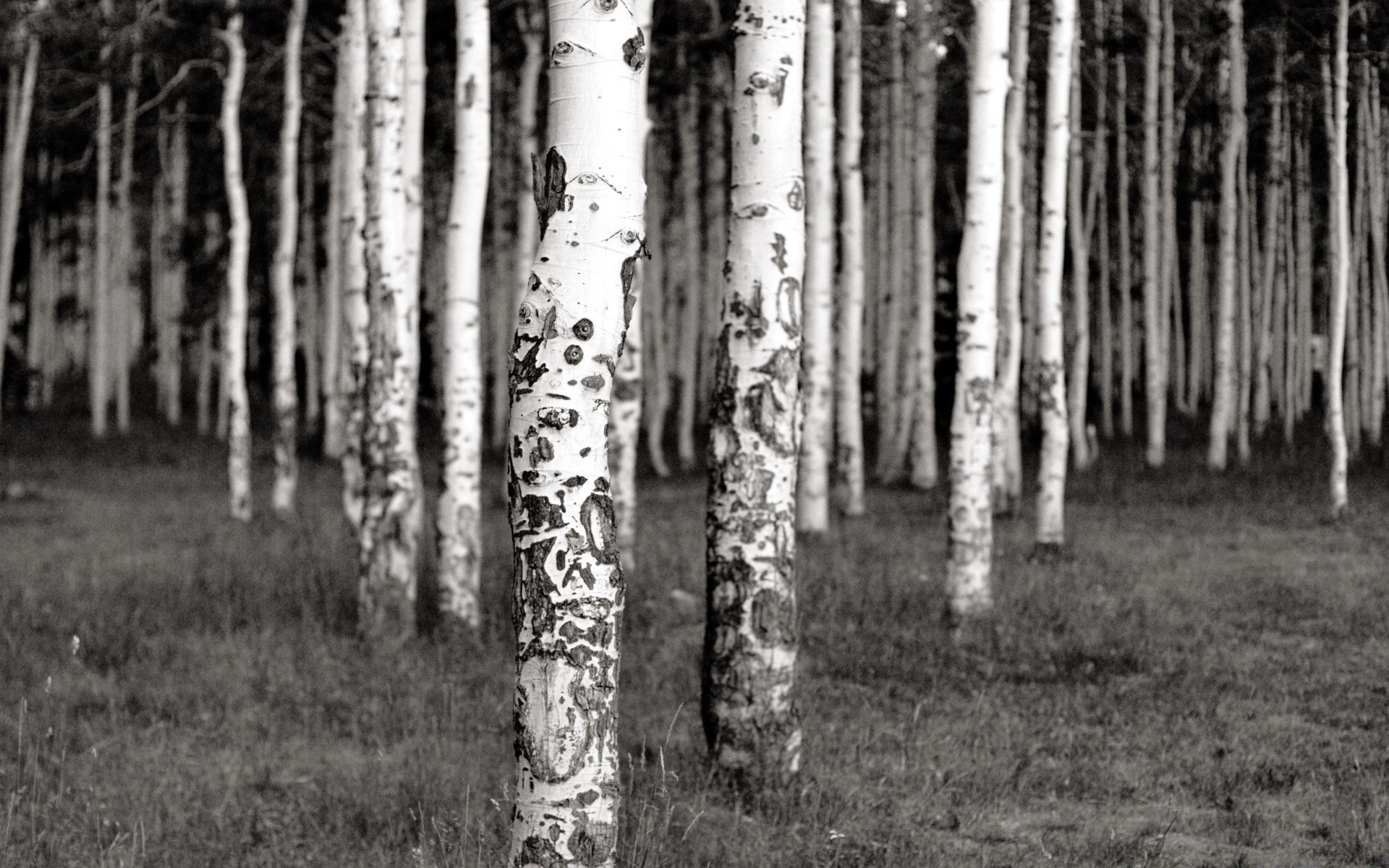 jahrgang holz holz natur landschaft im freien blatt filiale