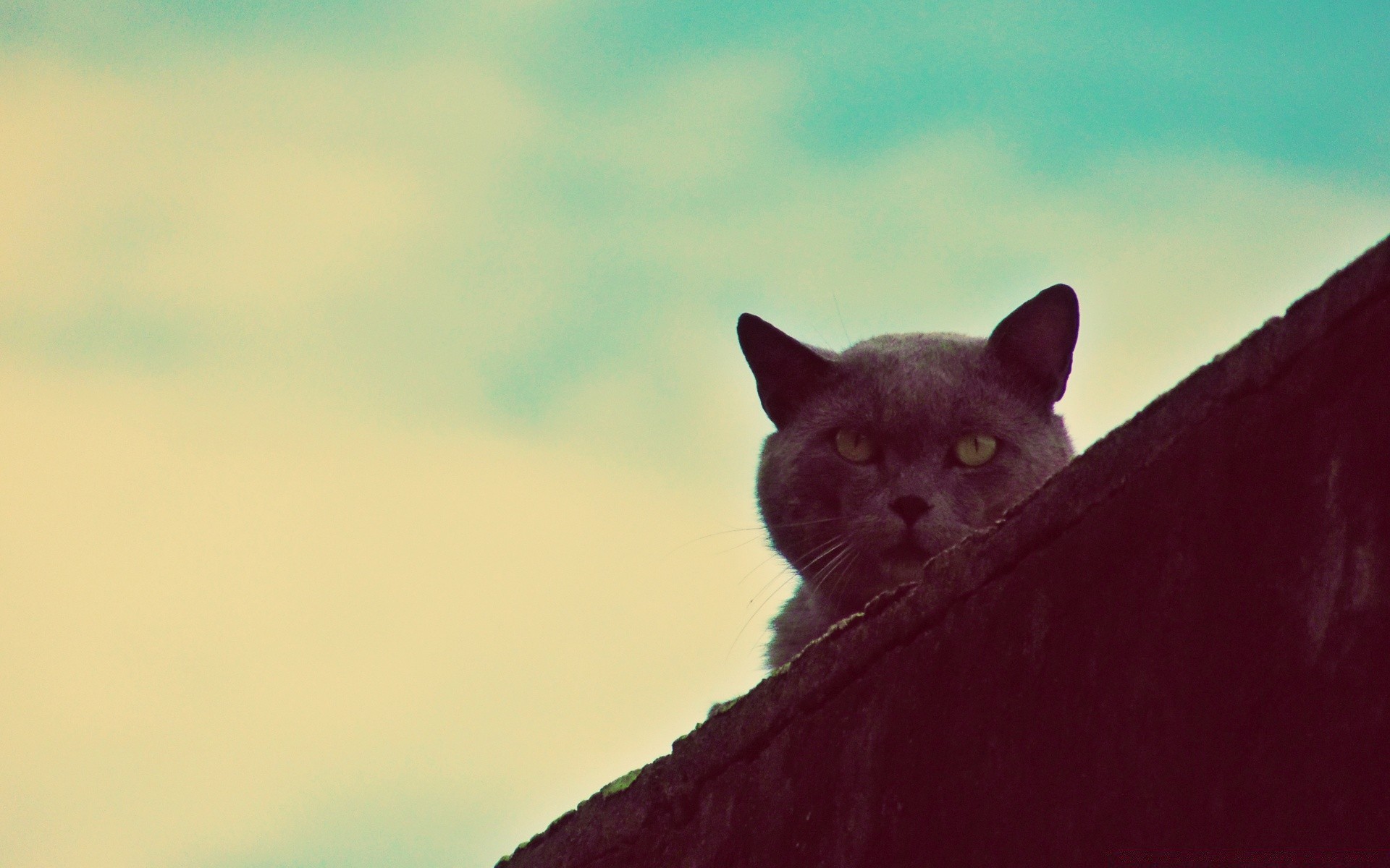 jahrgang säugetier katze tier ein porträt haustier natur im freien auge tierwelt