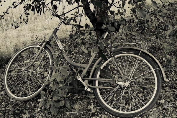 Fahrrad unter einem Kirschbaum