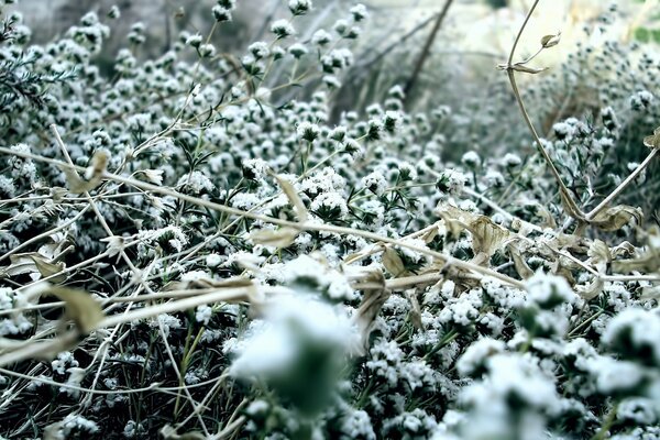 Winter Natur Schnee auf dem Gras